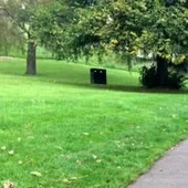 Perro escondido en una foto de un parque Perro escondido en una foto de un parque
