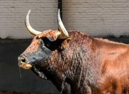 Onda Ruedo 2x18 | Ricardo Gallardo: "No tengo más remedio que sacrificar más de 700 cabezas de ganado" Onda Ruedo 2x18 | Ricardo Gallardo: "No tengo más remedio que sacrificar más de 700 cabezas de ganado"