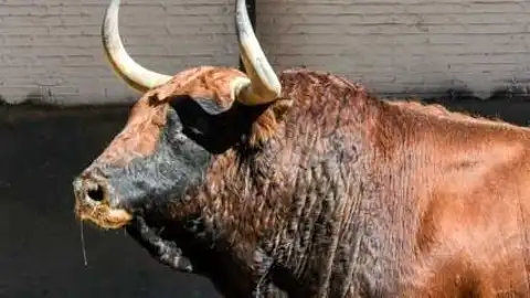 Imagen de toro Imagen de toro