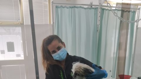 COCO y PI&Ntilde;A