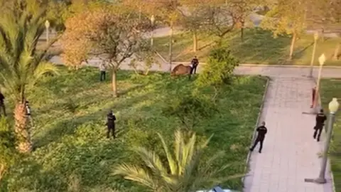Varias unidades de la Policía Nacional y Local de Elche controlan a un caballo suelto en el barrio de Carrús. Varias unidades de la Policía Nacional y Local de Elche controlan a un caballo suelto en el barrio de Carrús.