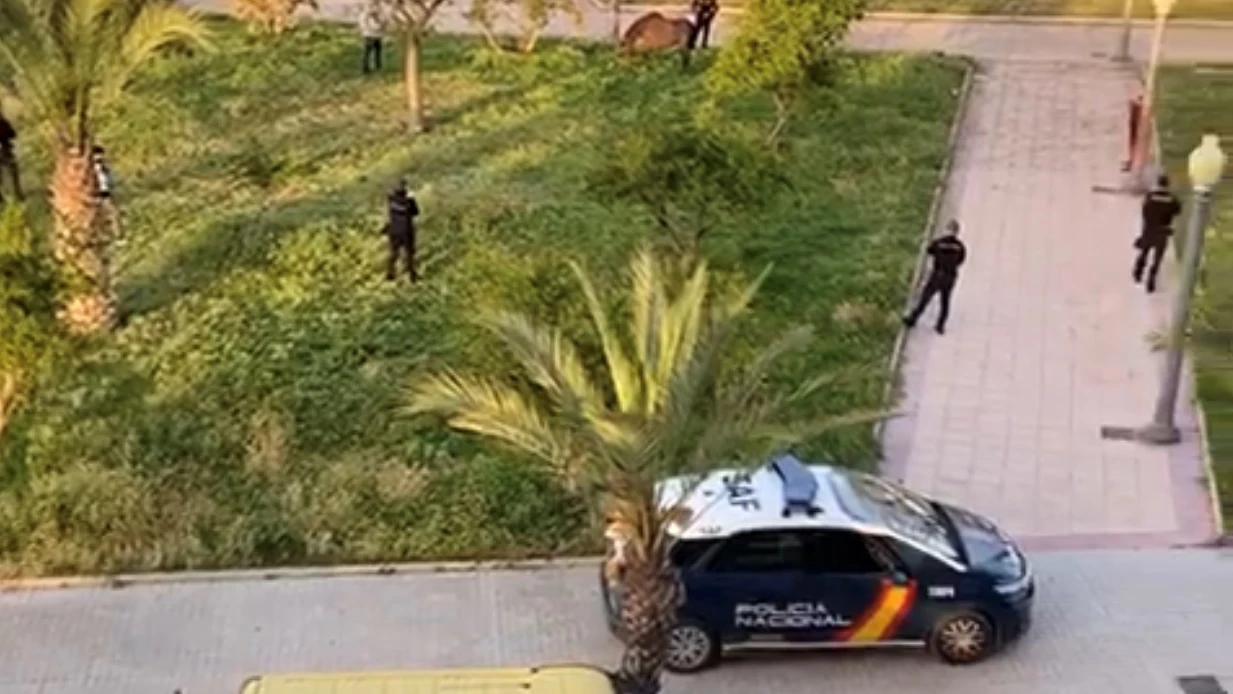 Varias unidades de la Policía Nacional y Local de Elche controlan a un caballo suelto en el barrio de Carrús. Varias unidades de la Policía Nacional y Local de Elche controlan a un caballo suelto en el barrio de Carrús.