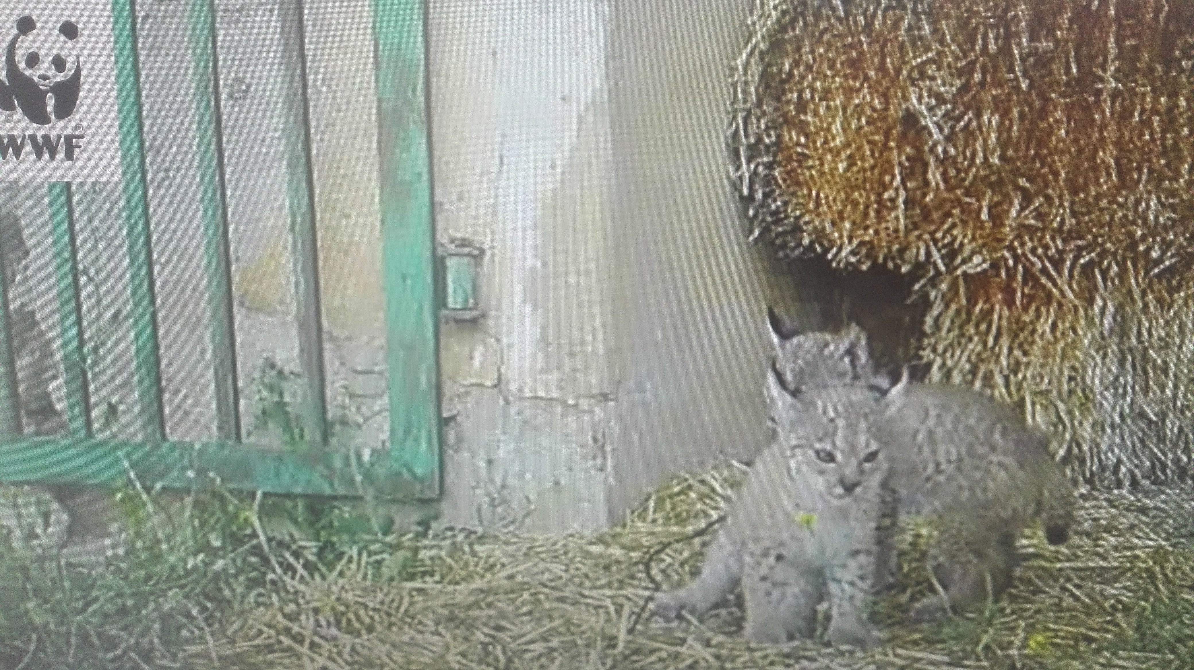 Tres nuevos cachorros de lince en el centro de cría El Acebuche tras el primer parto de la temporada Tres nuevos cachorros de lince en el centro de cría El Acebuche tras el primer parto de la temporada