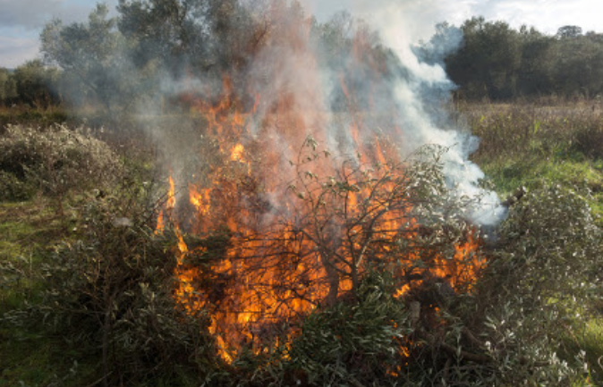Antonio Moreno (UPA): "Nos han dicho que podemos seguir quemando a campo abierto como hasta ahora" Antonio Moreno (UPA): "Nos han dicho que podemos seguir quemando a campo abierto como hasta ahora"