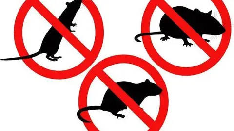 desratizacion desratizacion