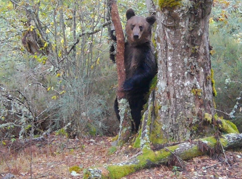 Matanza de osos pardo en Esloquia y nade una cría de tapiz malayo Matanza de osos pardo en Esloquia y nade una cría de tapiz malayo