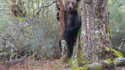 Oso pardo