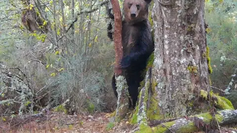 Oso pardo Oso pardo