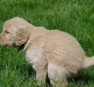 Durante el estado de alarma se ha registrado un aumento de excrementos de animales en las zonas públicas de Ciudad Real Durante el estado de alarma se ha registrado un aumento de excrementos de animales en las zonas públicas de Ciudad Real