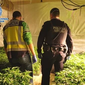Agentes de la Policía Nacional y la Policía Local de Elche en una plantación de marihuana. Agentes de la Policía Nacional y la Policía Local de Elche en una plantación de marihuana.