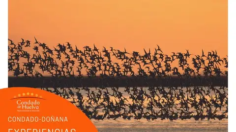 Condado - Doñana Experiencia por descubrir
