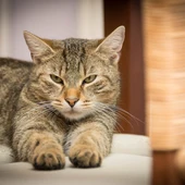 ANPBA ha pedido a la Justicia un "drástico endurecimiento" de las penas por maltratar y matar animales ANPBA ha pedido a la Justicia un "drástico endurecimiento" de las penas por maltratar y matar animales