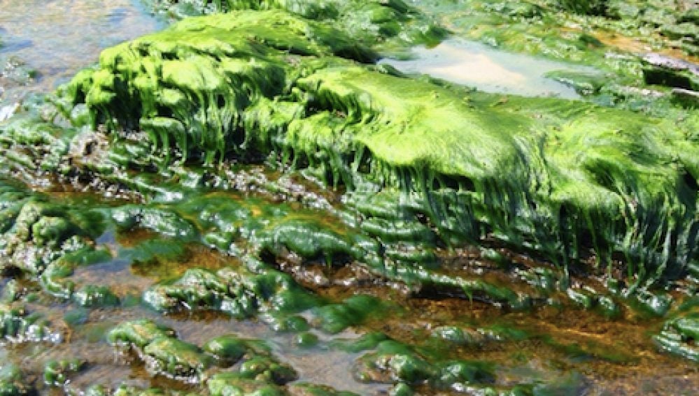 Algas en Cala Reona