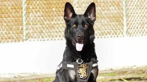 Elko, el perro de los GEO que recibió un disparo Elko, el perro de los GEO que recibió un disparo