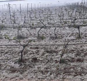 Granizo Granizo