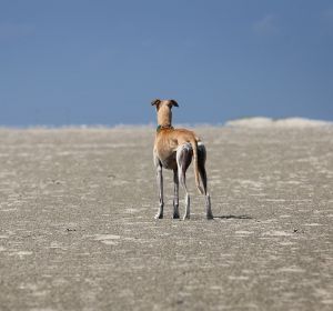 Galgo abadonado Galgo abadonado