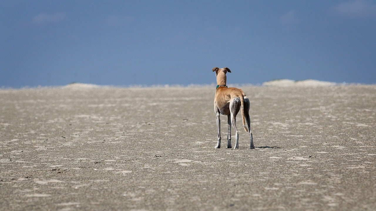 Patricia Almansa, presidenta de Galgos del Sur: "Las cifras de abandono que da el Seprona son ridículas" Patricia Almansa, presidenta de Galgos del Sur: "Las cifras de abandono que da el Seprona son ridículas"