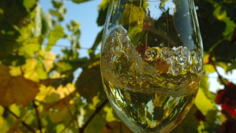 Vi&ntilde;o do Ribeiro