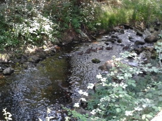 El Gobierno de España avanza en el proyecto de saneamiento integral del río Barbaña El Gobierno de España avanza en el proyecto de saneamiento integral del río Barbaña