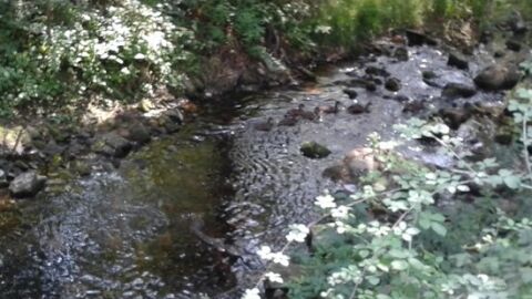 Rio Barba&ntilde;a