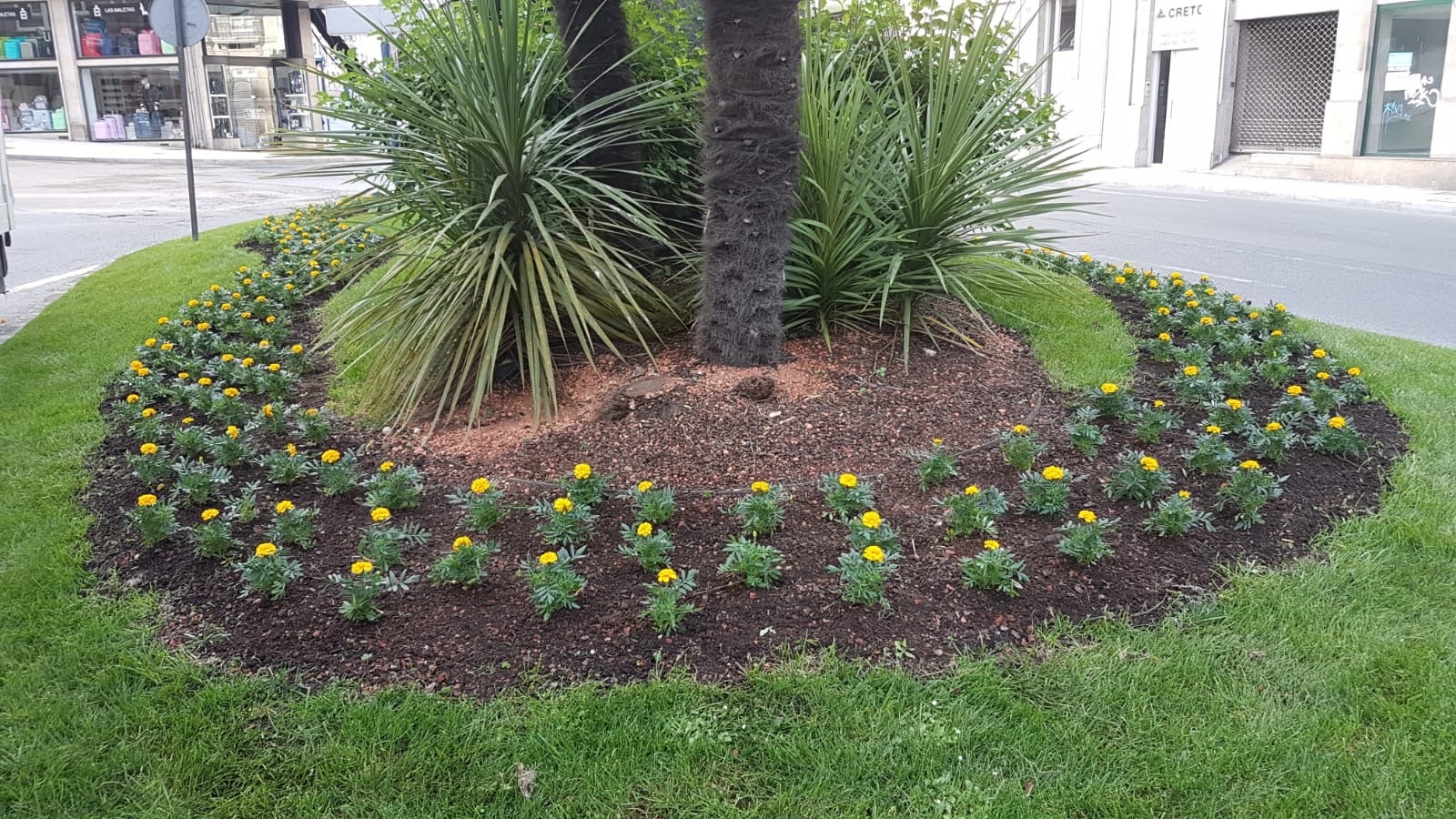 O Concello de Ourense está a mellorar a estética da cidade con máis de 20.000 novas plantas O Concello de Ourense está a mellorar a estética da cidade con máis de 20.000 novas plantas