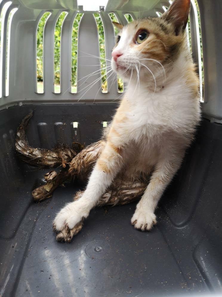 Denuncian que una persona disparaba contra gatos en la carretera de Piedrabuena Denuncian que una persona disparaba contra gatos en la carretera de Piedrabuena