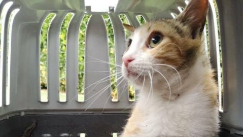 Gato en trasport&iacute;n 