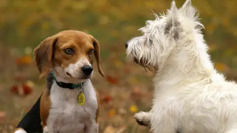 Dos perros jugando Dos perros jugando
