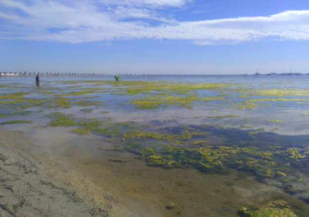 La petición de ayuda para el Mar Menor sigue viva en Comisión de Peticiones del Parlamento Europeo. La petición de ayuda para el Mar Menor sigue viva en Comisión de Peticiones del Parlamento Europeo.