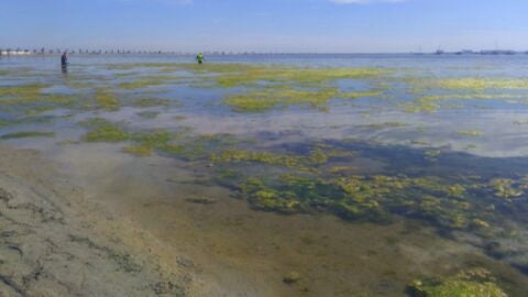 Mar Menor Mar Menor