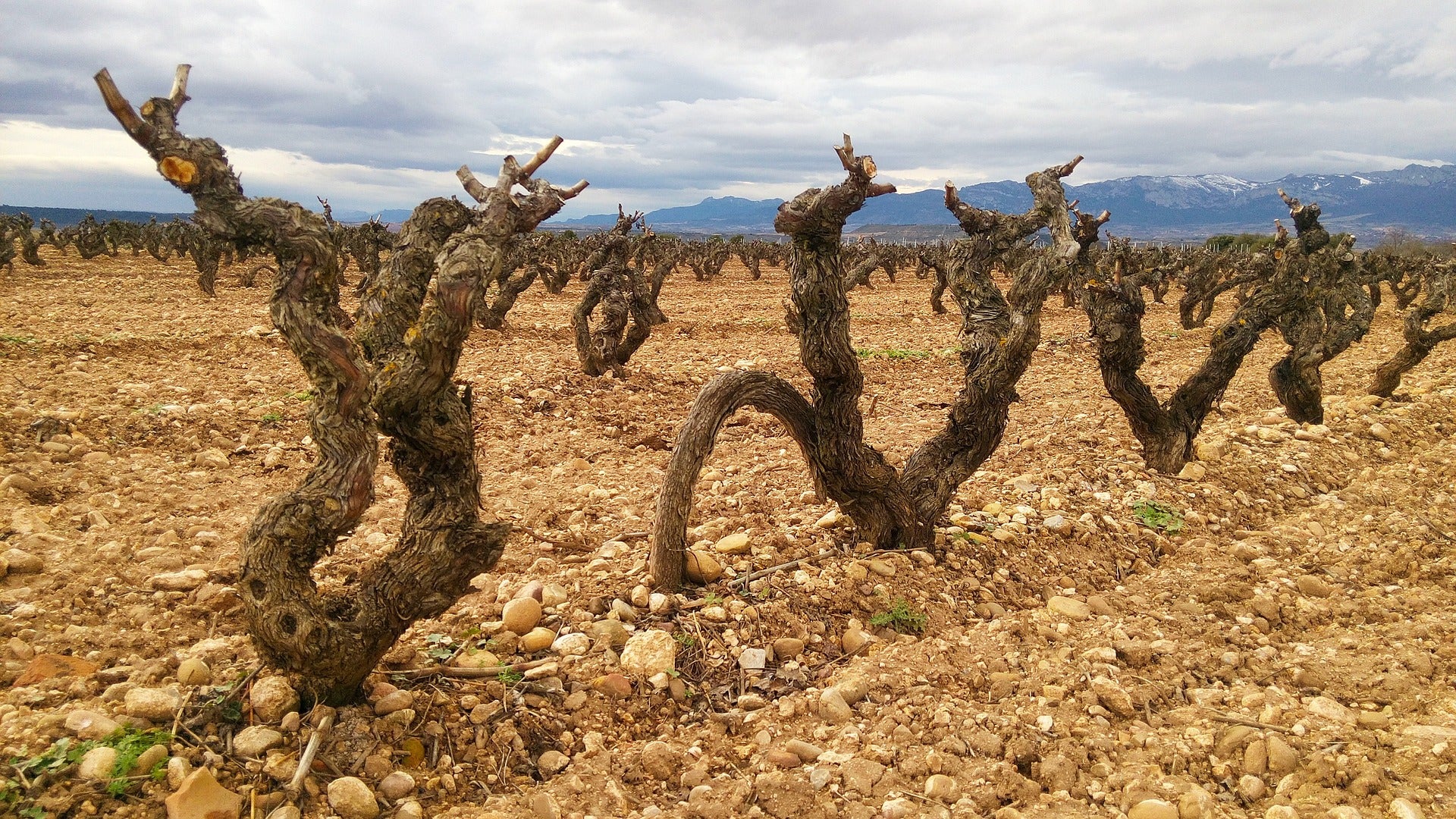 Los agricultores en Más de uno La Rioja Los agricultores en Más de uno La Rioja