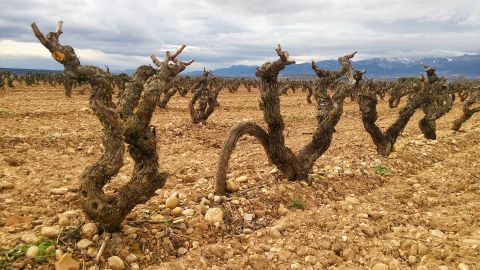 CEPAS VI&Ntilde;AS
