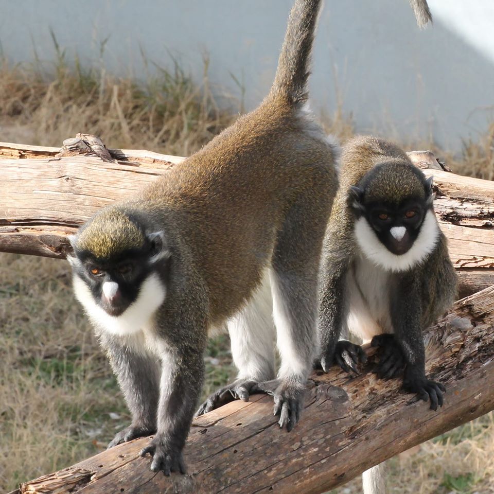 Han robado a Marta y Eider, dos de las más ancianas primates de Rainfer Han robado a Marta y Eider, dos de las más ancianas primates de Rainfer