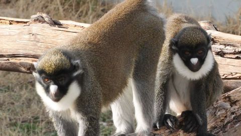 Marta y Eider, los primates de Rainfer robados