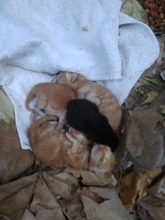 Encuentran abandonados en Valdepeñas a 4 gatos recién nacidos Encuentran abandonados en Valdepeñas a 4 gatos recién nacidos