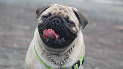 D&iacute;a Mundial del Perro 