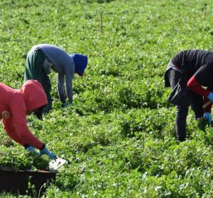 Inmigrantes campo Inmigrantes campo