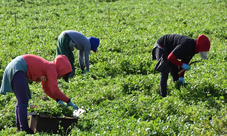 "Los trabajadores del campo de la región de Murcia son los peor pagados de toda España" "Los trabajadores del campo de la región de Murcia son los peor pagados de toda España"