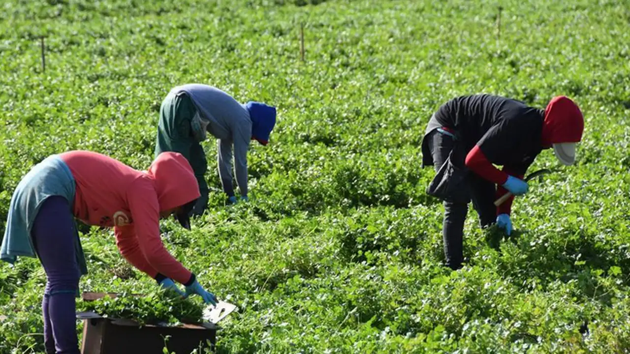 Inmigrantes campo Inmigrantes campo