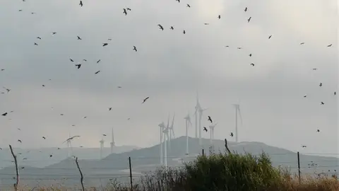 Milanos volando Milanos volando