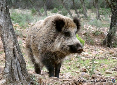 Permitido salir a cazar Permitido salir a cazar