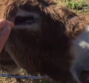 Baldomera, la burra que llora al reencontrarse con su dueño curado de coronavirus Baldomera, la burra que llora al reencontrarse con su dueño curado de coronavirus