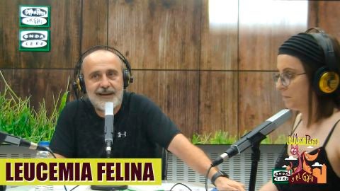 &iquest;Puede vivir un gato con inmunodeficiencia o leucemia con gatos sanos?