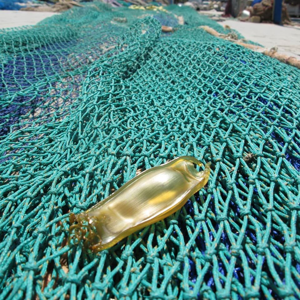 "Debemos cambiar la visión de la sociedad sobre los tiburones y rayas" "Debemos cambiar la visión de la sociedad sobre los tiburones y rayas"