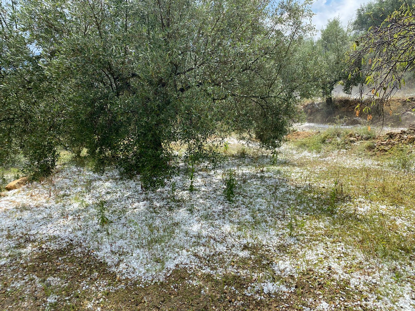 La Unió de Llauradors cifra en 2,5 millones las pérdidas tras el granizo del fin de semana La Unió de Llauradors cifra en 2,5 millones las pérdidas tras el granizo del fin de semana