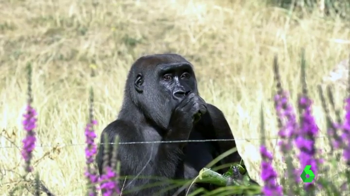 ¿El eslabón perdido de Vietnam? ¿El eslabón perdido de Vietnam?