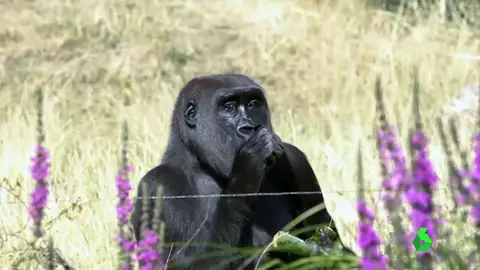 El COVID-19, una amenaza letal también para los grandes simios El COVID-19, una amenaza letal también para los grandes simios