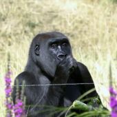 El COVID-19, una amenaza letal también para los grandes simios