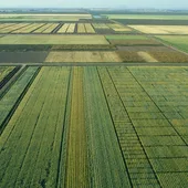 Campo de trigo Campo de trigo