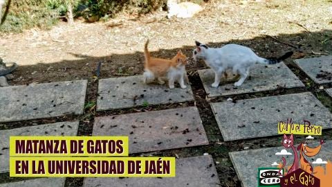 Matanza de gatos en la Universidad de Ja&eacute;n